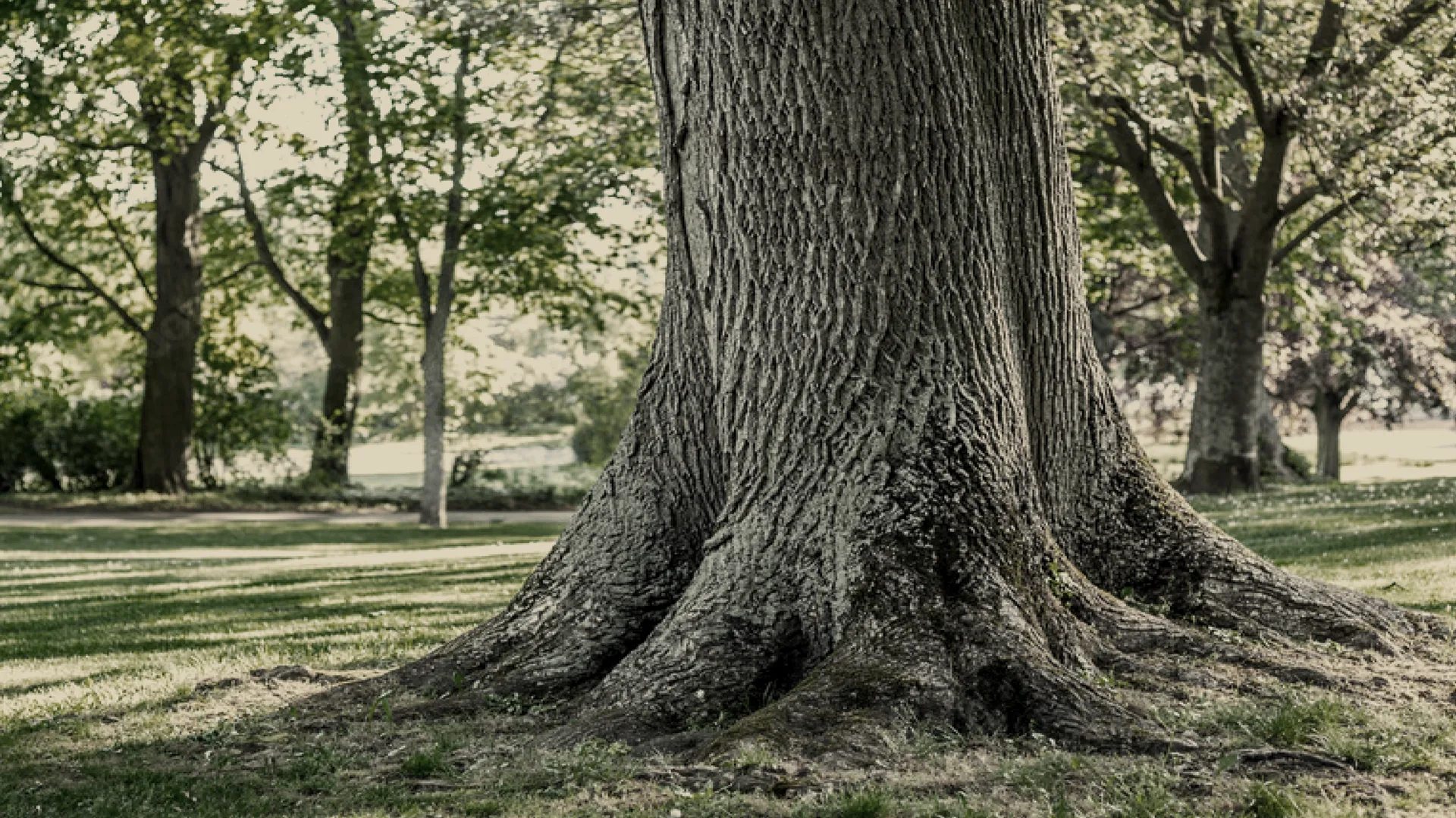 Volksbank Private Banking Baum